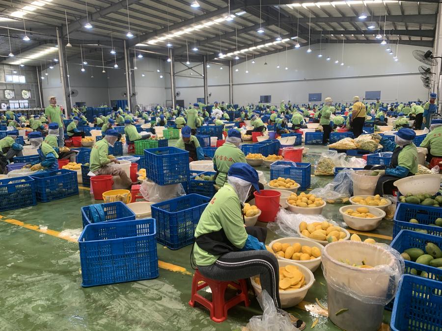 Cambodian Exports Reach $14 Billion in the First Half of 2025 Cambodian Exports Reach $14 Billion in the First Half of 2025