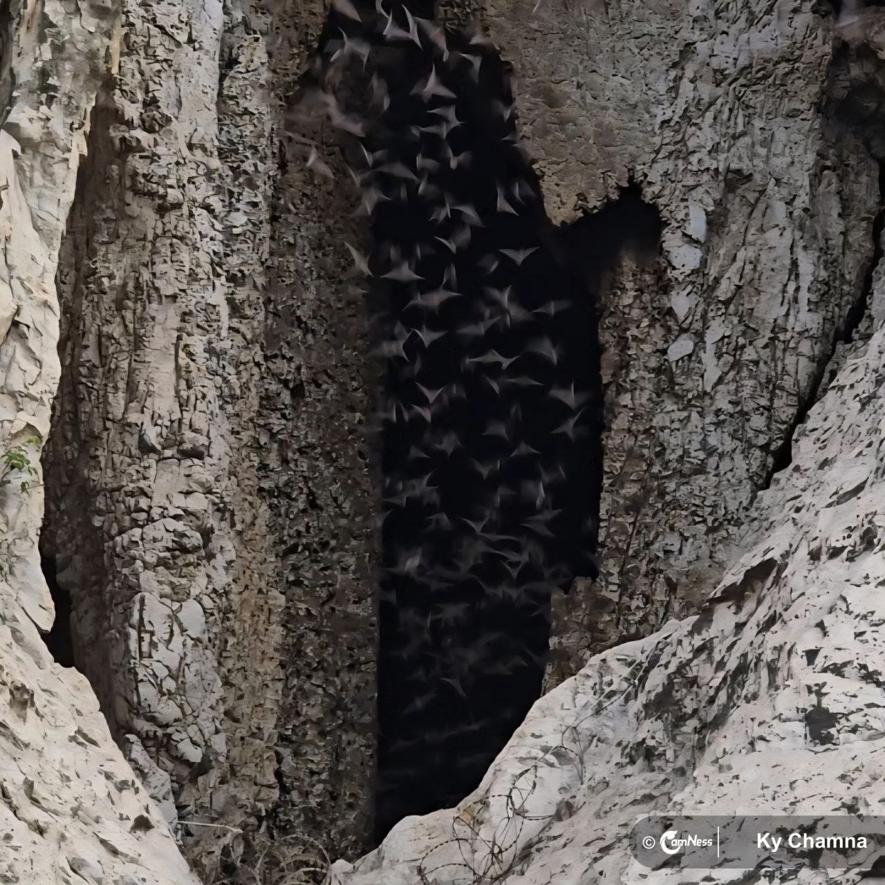 The Very Unusual and Intriguing Sight of Millions of Bats Flying out of Battambang Bat Refuge (Photo Story) The Very Unusual and Intriguing Sight of Millions of Bats Flying out of Battambang Bat Refuge (Photo Story)