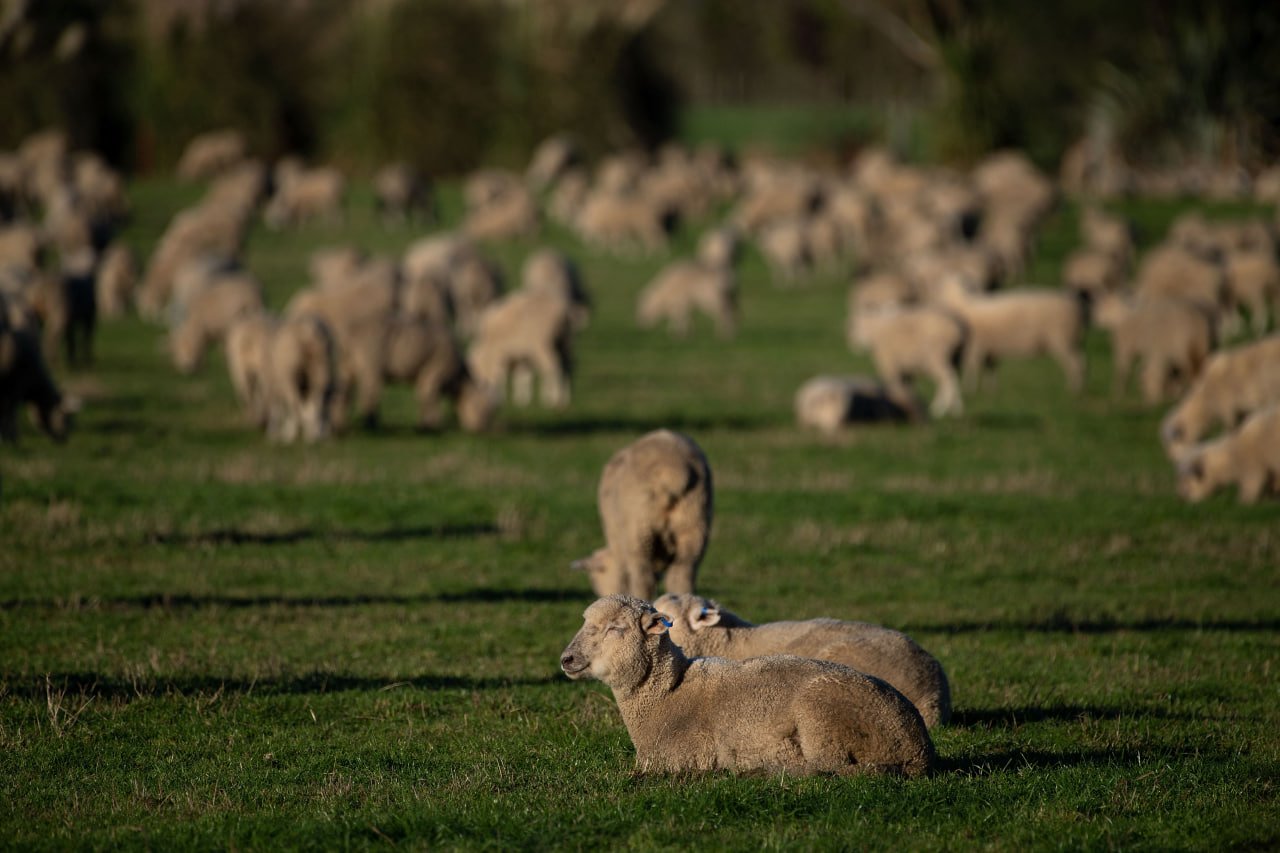 New Zealand Farmers Battle Pine Forests to 'Save Our Sheep' New Zealand Farmers Battle Pine Forests to 'Save Our Sheep'