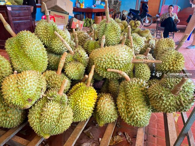 Chinese Authorities Approve Export of Fresh Durian from Cambodia to China