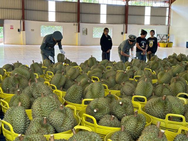 First Durian Shipment Departs for China