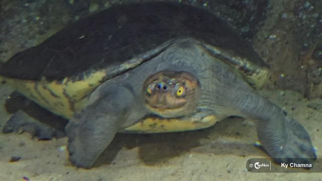 Meet the Endangered Turtles Swimming in Siem Reap