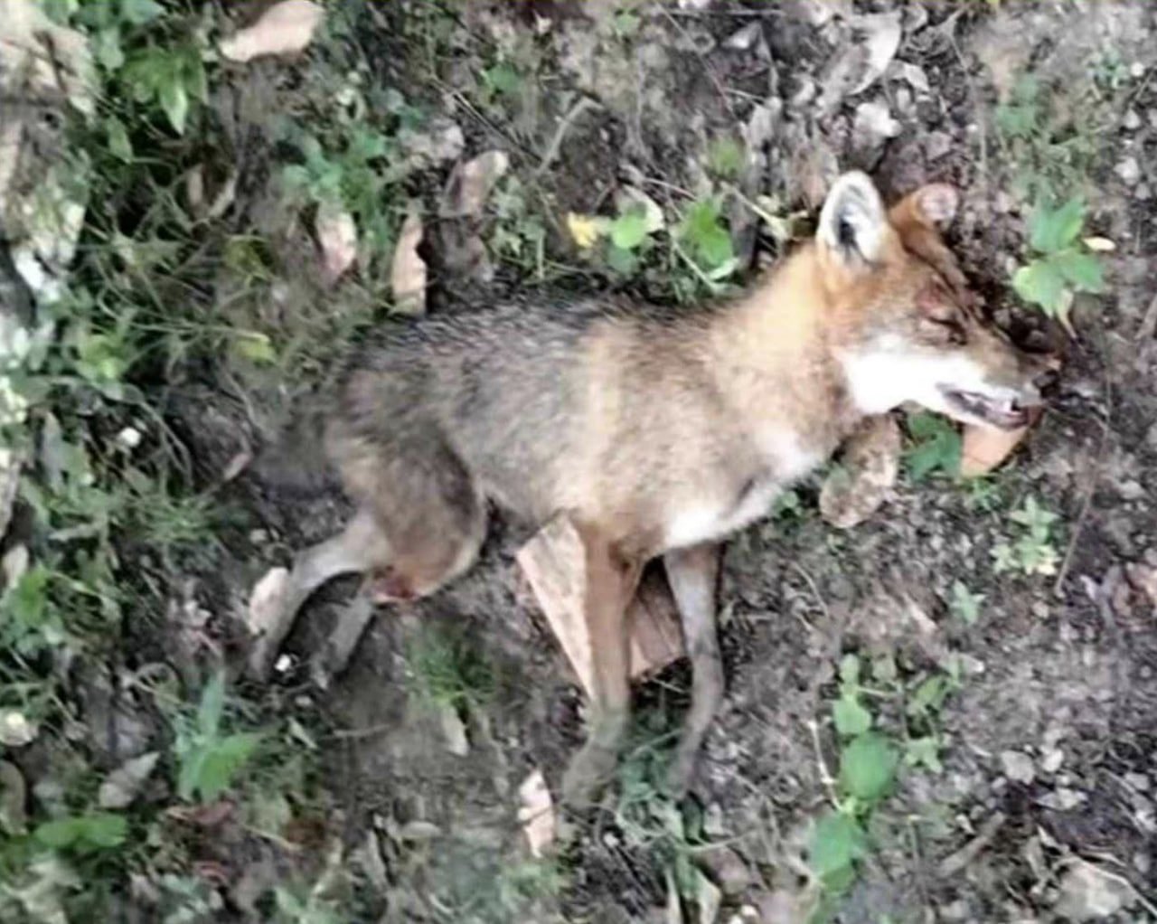 Golden Jackals Killed After Village Attacks