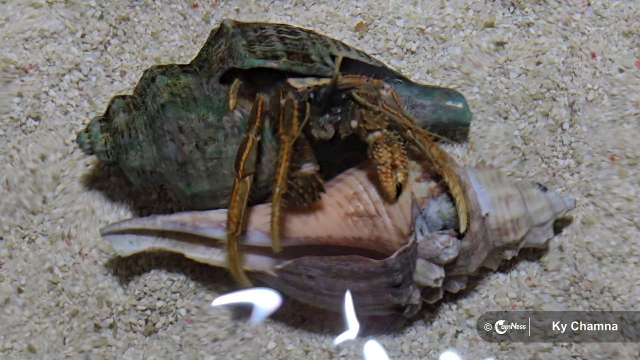 Meet the Crab Specialists in Housing Management