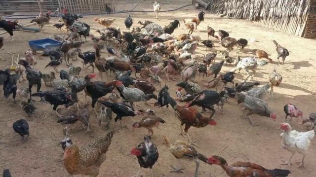 Deadly Bird Flu Hits Phnom Penh: 22-Year-Old Becomes Cambodia’s Ninth Fatality in 2025