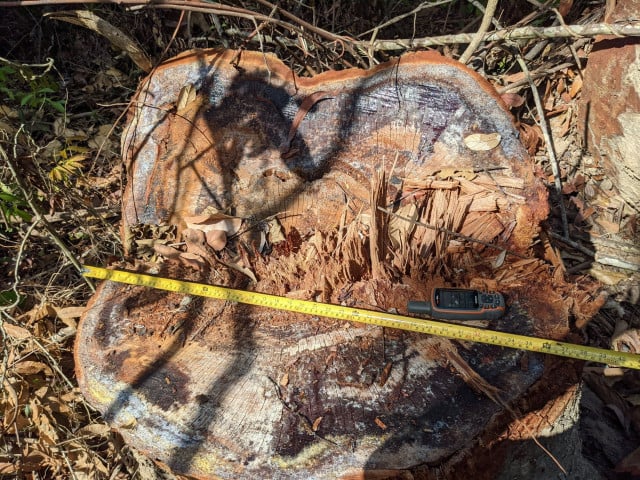 Government Denies Reports of Illegal Logging in Preah Roka despite Evidence Government Denies Reports of Illegal Logging in Preah Roka despite Evidence
