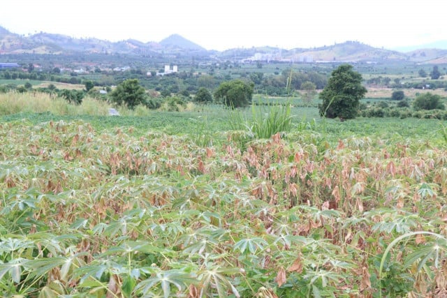 Drought Hits Farmers in Kampot and Pailin Drought Hits Farmers in Kampot and Pailin