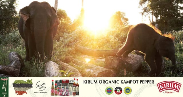 Caring for Old Friends: the Story of Elephants that Have Been Part of Cambodia’s History in Recent Decades Caring for Old Friends: the Story of Elephants that Have Been Part of Cambodia’s History in Recent Decades