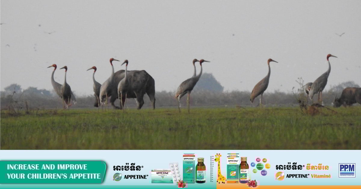 Sarus Crane Population Drops by 15 in Two Protected Areas in 2024