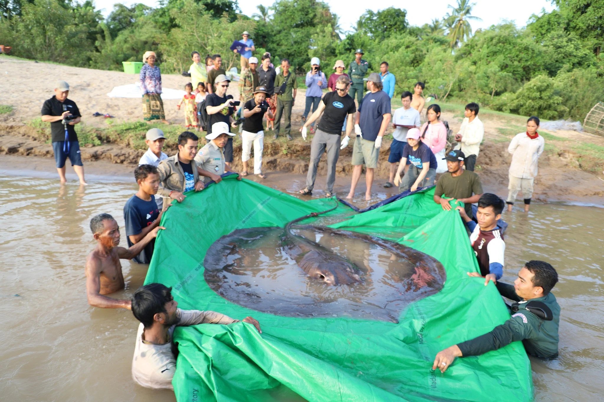 Stingray and Salmon Carp to Join Endangered List