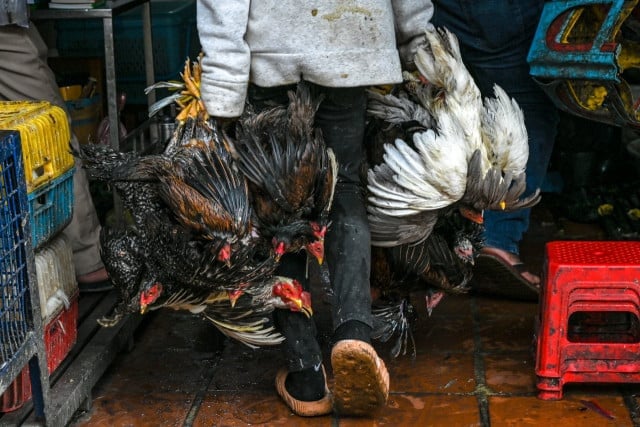 H5N1 Bird Flu Strikes Again: Fifth Death in Cambodia