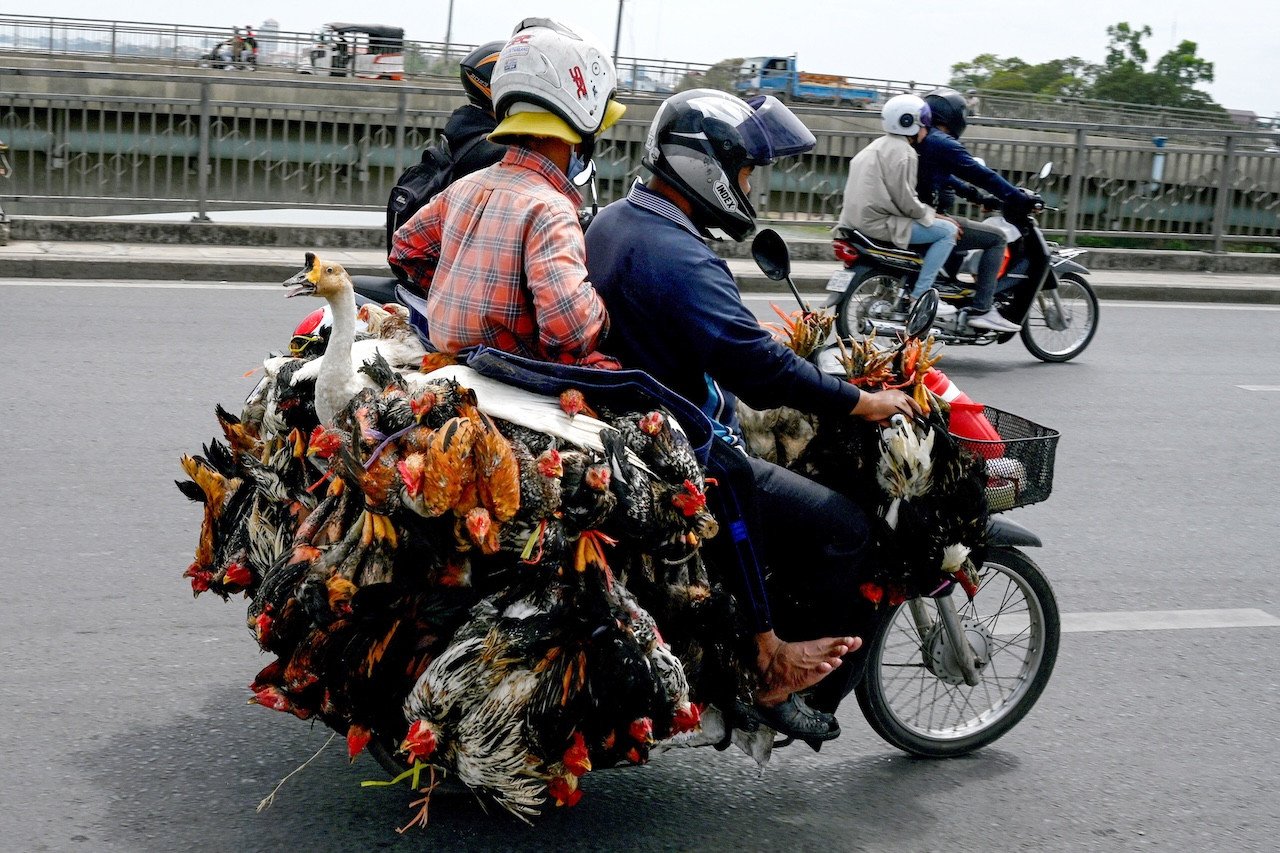 Cambodia Confirms Two More Human Cases of H5N1